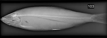 Image result for Clupea harengus