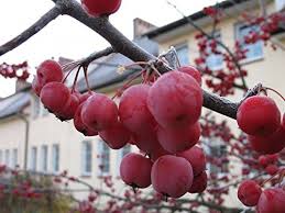 Attēlu rezultāti vaicājumam “Malus prunifolia fruit”