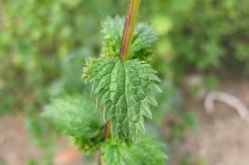 Attēlu rezultāti vaicājumam “Urtica urens leaf”