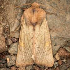 Attēlu rezultāti vaicājumam “Amphipoea”