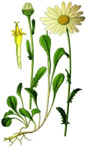 Attēlu rezultāti vaicājumam “Leucanthemum vulgare leaf”