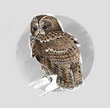 Image result for Strix aluco