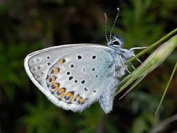 Attēlu rezultāti vaicājumam “Plebejus idas underside”