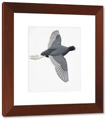 Attēlu rezultāti vaicājumam “Fulica atra adult”