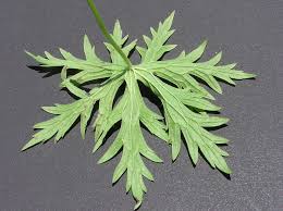 Attēlu rezultāti vaicājumam “Geranium pratense bud”
