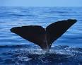 Sperm whale - Wikipedia, the free encyclopedia