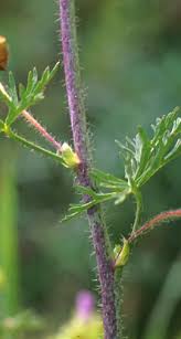 Attēlu rezultāti vaicājumam “Malva moschata bud”