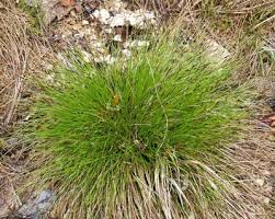 Attēlu rezultāti vaicājumam “Carex davalliana”