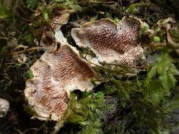 Attēlu rezultāti vaicājumam “Steccherinum bourdotii”