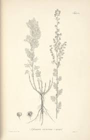 Image result for Artemisia gmelinii
