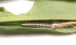 Attēlu rezultāti vaicājumam “Scythrididae”