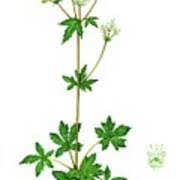 Attēlu rezultāti vaicājumam “Sanicula europaea flower”