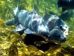 Image result for Ictiobus niger