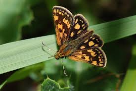 Attēlu rezultāti vaicājumam “Carterocephalus silvicolus”