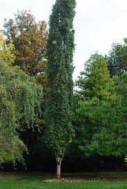 Attēlu rezultāti vaicājumam “Populus tremula”