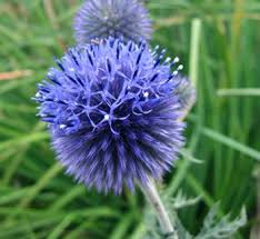 Attēlu rezultāti vaicājumam “Echinops sphaerocephalus flower”
