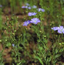 Image result for Linum usitatissimum