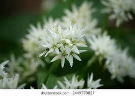 Attēlu rezultāti vaicājumam “Allium ursinum”