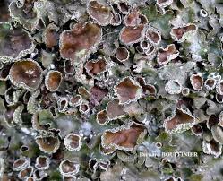 Attēlu rezultāti vaicājumam “Pleurosticta acetabulum”