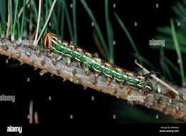 Attēlu rezultāti vaicājumam “Sphinx pinastri larva”
