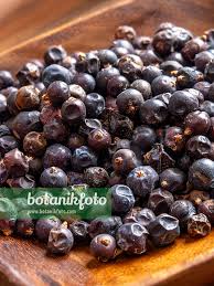 Attēlu rezultāti vaicājumam “Juniperus communis fruit”