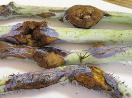 Attēlu rezultāti vaicājumam “Lasioptera rubi larva”