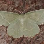 Attēlu rezultāti vaicājumam “Thalera fimbrialis”