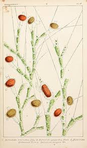 Attēlu rezultāti vaicājumam “Bulbochaete mirabilis”