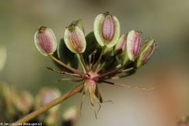 Attēlu rezultāti vaicājumam “Peucedanum palustre”