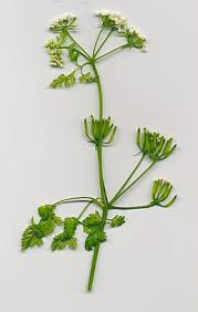 Image result for Anthriscus cerefolium