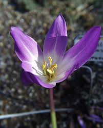 Attēlu rezultāti vaicājumam “Colchicum szovitsii subsp. szovitsii”