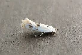 Attēlu rezultāti vaicājumam “Elachista maculicerusella”