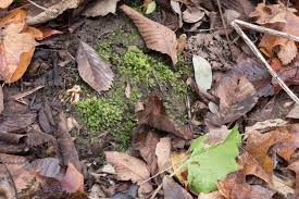 Attēlu rezultāti vaicājumam “Fissidens”