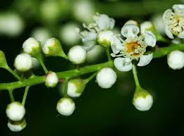 Attēlu rezultāti vaicājumam “Padus avium flower”