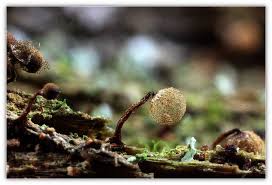 Attēlu rezultāti vaicājumam “Cribraria splendens”