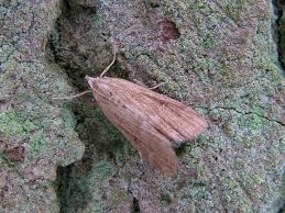 Attēlu rezultāti vaicājumam “Parapoynx stratiotata male”