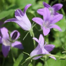 Image result for Glockenblumen