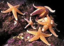Image result for Asterias rubens