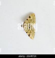 Attēlu rezultāti vaicājumam “Colostygia pectinataria female”