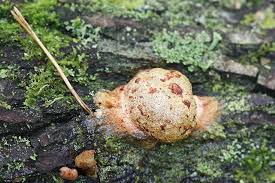 Attēlu rezultāti vaicājumam “Fuligo luteonitens”