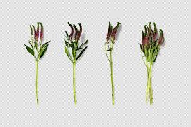 Attēlu rezultāti vaicājumam “Armoracia rusticana bud”