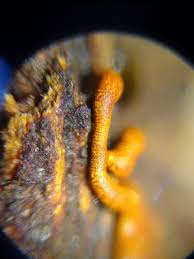 Attēlu rezultāti vaicājumam “Willkommlangea reticulata macro”