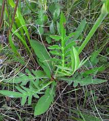 Attēlu rezultāti vaicājumam “Knautia arvensis leaf”