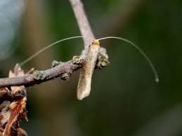 Attēlu rezultāti vaicājumam “Nematopogon sp.”