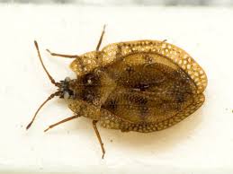 Attēlu rezultāti vaicājumam “Acalypta carinata”