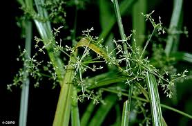 Attēlu rezultāti vaicājumam “Scirpus sylvaticus fruit”