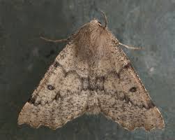 Attēlu rezultāti vaicājumam “Odontopera bidentata”