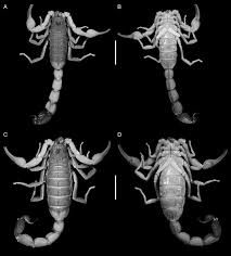 Attēlu rezultāti vaicājumam “Rhopalus maculatus imago”