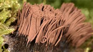 Attēlu rezultāti vaicājumam “Stemonitis virginiensis spores”