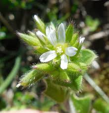 Attēlu rezultāti vaicājumam “Cerastium holosteoides”
